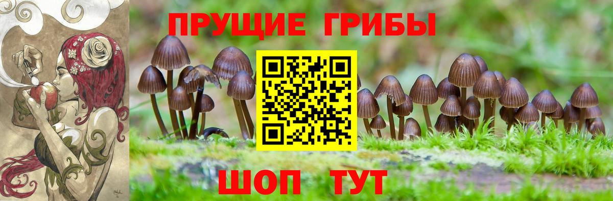 Галлюциногенные грибы Psilocybine cubensis Бузулук